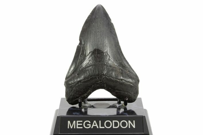 Fossil Megalodon Tooth - South Carolina #374704
